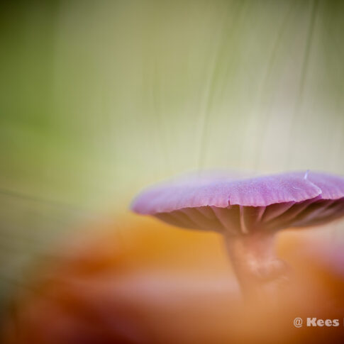 De amethistzwam (Laccaria amethystina) of rodekoolzwam. © 2025 Kees Hennen; www.hennen.nu | kees@hennen.nu