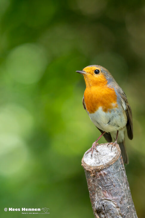 Het roodborstje (Erithacus rubecula), augustus 2025 Heeze (NB). © Kees Hennen; www.hennen.nu | kees@hennen.nu
