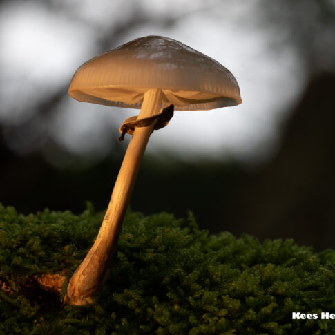 Porceleinzwam (oudemansiella muciella), oktober 2024. © 2025 Kees Hennen; www.hennen.nu | kees@hennen.nu