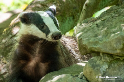 Een Das (Meles meles); mei 2025; Wildpark Anholter Schweiz; Anholt (Dld)