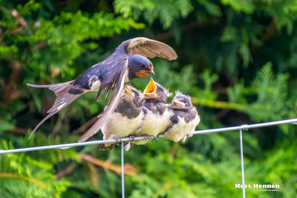 Nikon Z6II; 1/3200 sec; f/6.3; ISO 20000; 400mm Een zwaluw (Hirundinidae) met jongen; juni 2024; the Isle of Mull; Schotland (UK)