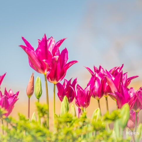 Tulpen variant; augustus 2022; Pairi Daiza, Brussel (Be). © Kees Hennen; www.hennen.nu | kees@hennen.nu