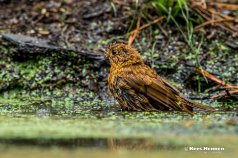 september 2025, roodborstje - juveniel (Erithacus rubecula) met Marjo Roelofs. © Kees Hennen; www.hennen.nu | kees@hennen.nu