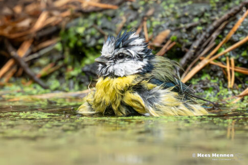 september 2025, pimpelmees (Cyanistes caeruleus) met Marjo Roelofs. © Kees Hennen; www.hennen.nu | kees@hennen.nu