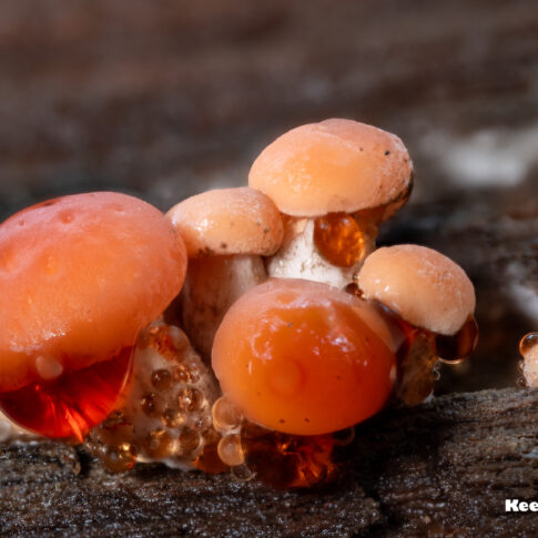 Oisterwijk, oktober 2025, een zalmzwam (Rhodotus palmatus) met guttatiedruppels .© Kees Hennen; www.hennen.nu | kees@hennen.nu