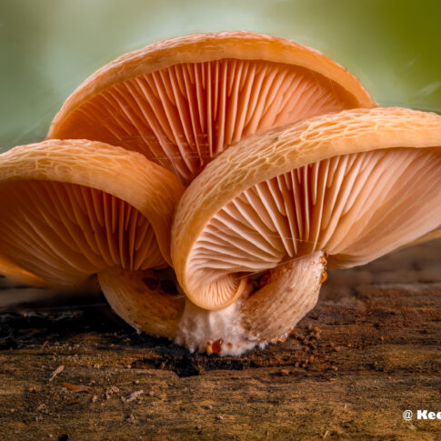 Oisterwijk, oktober 2025, een zalmzwam (Rhodotus palmatus) .© Kees Hennen; www.hennen.nu | kees@hennen.nu