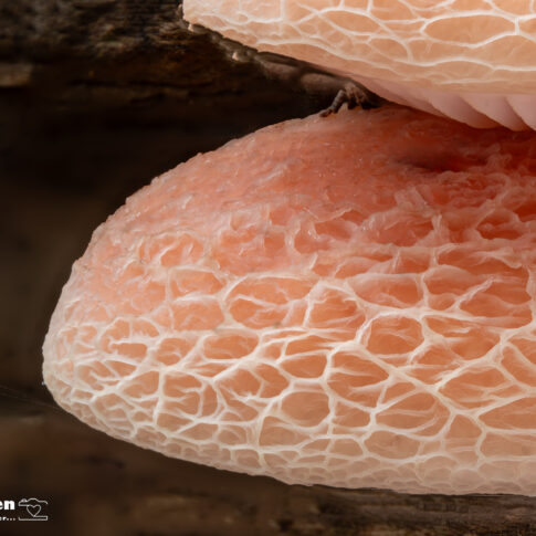 Oisterwijk, oktober 2025, detailopname van een zalmzwam (Rhodotus palmatus) .© Kees Hennen; www.hennen.nu | kees@hennen.nu