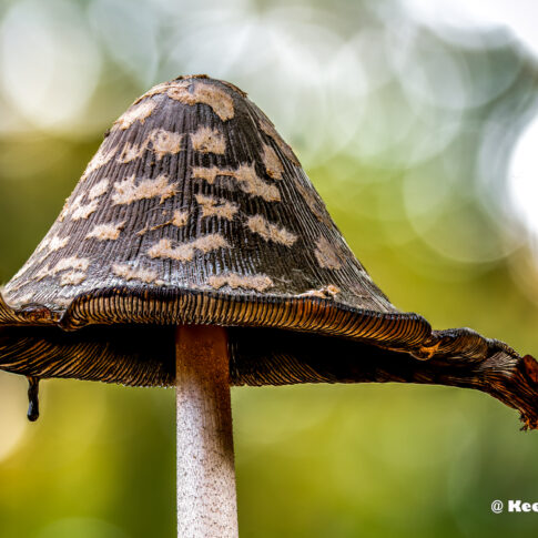Oirschot, oktober 2025, spechtinktzwam (Coprinopsis picacea) een stack van 53 foto's .© Kees Hennen; www.hennen.nu | kees@hennen.nu