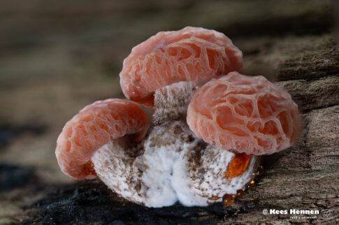 Oisterwijk, oktober 2025, zalmzwam (Rhodotus palmatus) een stack van 82 foto's .© Kees Hennen; www.hennen.nu | kees@hennen.nu