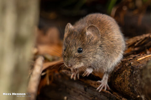 Poppel (B), november 2025, rosse woelmuis (Clethrionomys glareolus) .© Kees Hennen; www.hennen.nu | kees@hennen.nu