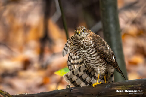 Poppel (B), november 2025, sperwer (Accipiter nisus) .© Kees Hennen; www.hennen.nu | kees@hennen.nu