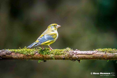 Groenling (Chloris Cloris), maart 2026, Natuurgebied Maashorst (Oss). © Kees Hennen; www.hennen.nu | kees@hennen.nu