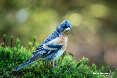 Keep (Fringilla montifringilla), maart 2026, Natuurgebied Maashorst (Oss). © Kees Hennen; www.hennen.nu | kees@hennen.nu