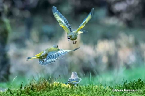 Vechtende groenlingen (Chloris Cloris), maart 2026, Natuurgebied Maashorst (Oss). © Kees Hennen; www.hennen.nu | kees@hennen.nu