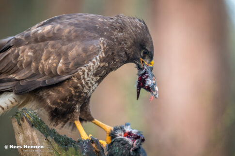 Buizerd (Buteo buteo), maart 2026, Natuurgebied Kalmthoutseheide (Putte). © Kees Hennen; www.hennen.nu | kees@hennen.nu