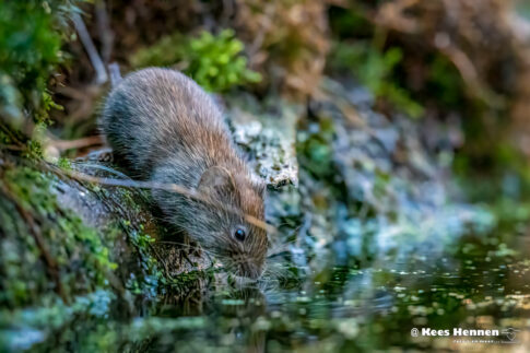 Bosmuis (Apodemus sylvaticus), maart 2026, Natuurgebied Kalmthoutseheide (Putte). © Kees Hennen; www.hennen.nu | kees@hennen.nu