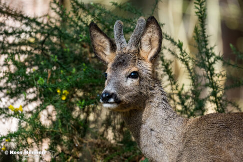 Ree (Capreolus capreolus), maart 2026, Natuurgebied Kalmthoutseheide (Putte). © Kees Hennen; www.hennen.nu | kees@hennen.nu