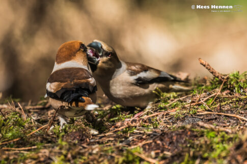 Koppel appelvinken (Coccothraustes coccothraustes), maart 2026, Natuurgebied Kalmthoutseheide (Putte). © Kees Hennen; www.hennen.nu | kees@hennen.nu