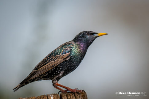 Spreeuw (Sturnus vulgaris), april 2026, Kalmthout (B). © Kees Hennen; www.hennen.nu | kees@hennen.nu