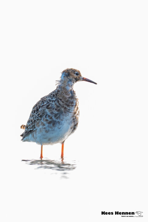 Kemphaan (Calidris pugnax), april 2026, Wommels (Friesland). © Kees Hennen; www.hennen.nu | kees@hennen.nu