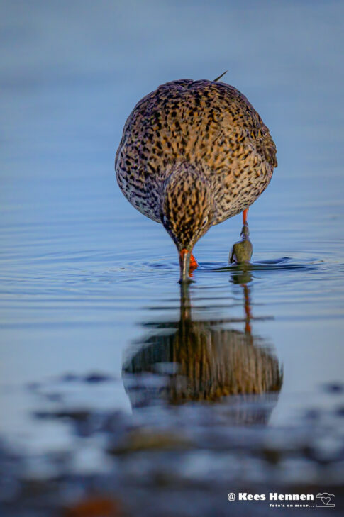 Tureluur (Tringa totanus), april 2026, Wommels (Friesland). © Kees Hennen; www.hennen.nu | kees@hennen.nu