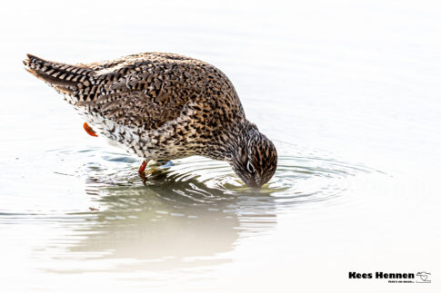 Tureluur (Tringa totanus), april 2026, Wommels (Friesland). © Kees Hennen; www.hennen.nu | kees@hennen.nu
