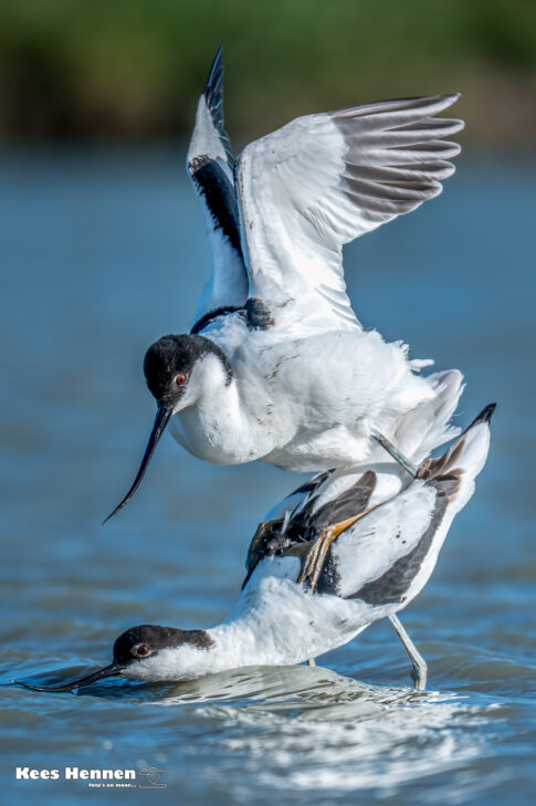 Parende Kluten (Recurvirostra avosetta), april 2026, Wommels (Friesland). © Kees Hennen; www.hennen.nu | kees@hennen.nu