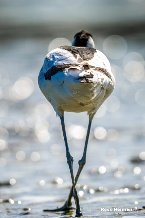 Kluut (Recurvirostra avosetta), april 2026, Wommels (Friesland). © Kees Hennen; www.hennen.nu | kees@hennen.nu