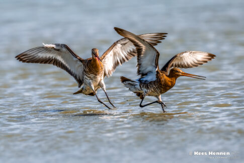 Grutto (Limosa limosa), april 2026, Wommels (Friesland). © Kees Hennen; www.hennen.nu | kees@hennen.nu
