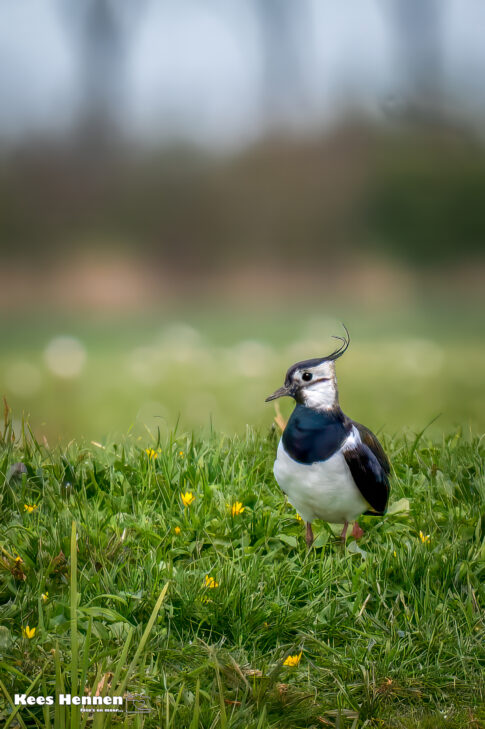 Kievit of Kieviet (Vanellus vanellus), april 2026, Wommels (Friesland). © Kees Hennen; www.hennen.nu | kees@hennen.nu