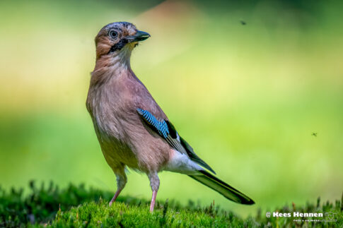 Gaai (Garrulus glandarius), april 2026, (Oss). © Kees Hennen; www.hennen.nu | kees@hennen.nu