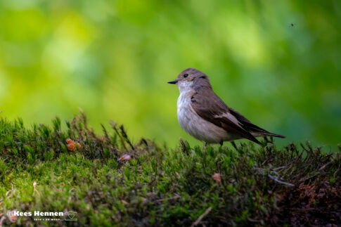 Bonte vliegenvanger (Ficedula hypoleuca), april 2026, (Oss). © Kees Hennen; www.hennen.nu | kees@hennen.nu