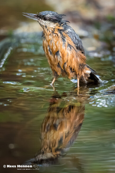 Winterkoning (Troglodytes troglodytes), mei 2026, Poppel (B). © Kees Hennen; www.hennen.nu | kees@hennen.nu