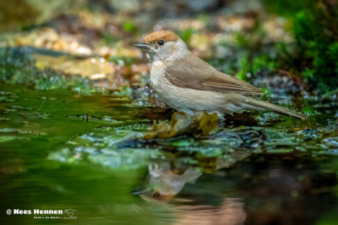 Winterkoning (Troglodytes troglodytes), mei 2026, Poppel (B). © Kees Hennen; www.hennen.nu | kees@hennen.nu