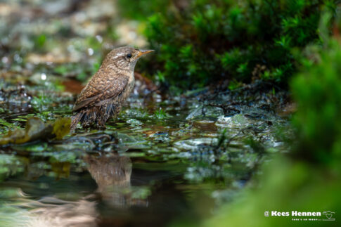 Winterkoning (Troglodytes troglodytes), mei 2026, Poppel (B). © Kees Hennen; www.hennen.nu | kees@hennen.nu