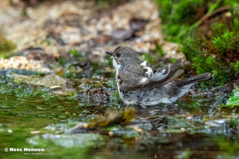 Bonte vliegenvanger (Ficedula hypoleuca) aan het badderen, mei 2026, Poppel (B). © Kees Hennen; www.hennen.nu | kees@hennen.nu