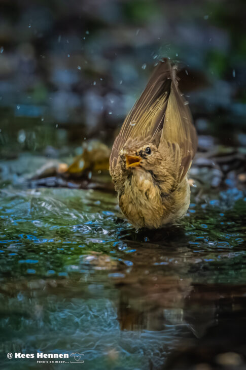 Tjiftjaf (Phylloscopus collybita) aan het badderen, mei 2026, Poppel (B). © Kees Hennen; www.hennen.nu | kees@hennen.nu