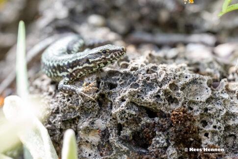 muurhagedis (Podarcis muralis), juni 2026, Utrecht. © Kees Hennen; www.hennen.nu | kees@hennen.nu