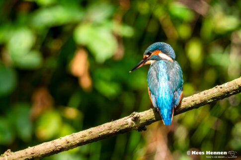 IJsvogel (Alcedo atthis), oplettend, 16 juni 2026, Kalmthout (B). © Kees Hennen; www.hennen.nu | kees@hennen.nu