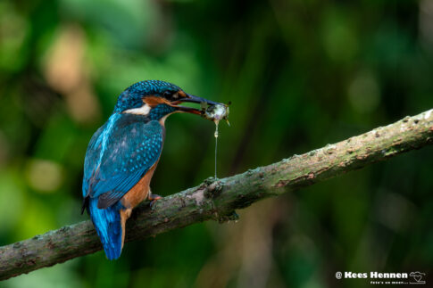 IJsvogel (Alcedo atthis), uitknijpen die stekelbaars, 16 juni 2026, Kalmthout (B). © Kees Hennen; www.hennen.nu | kees@hennen.nu