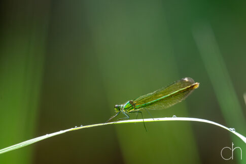 Vrouwelijke weidebeekjuffer (Calopteryx splendens), 21 juni 2026, Heijkersbroek Limburg. © Kees Hennen; www.hennen.nu | kees@hennen.nu