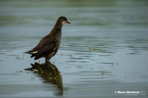 Waterhoen ~ juveniel (Gallinula chloropus), juni 2026, Kalmthout (B). © Kees Hennen; www.hennen.nu | kees@hennen.nu