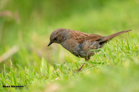 Heggenmus (Prunella modularis), juni 2026, Kalmthout (B). © Kees Hennen; www.hennen.nu | kees@hennen.nu