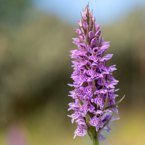rietorchis (Dactylorhiza praetermissa), juni 2026, Ouddorp / Grevelingenmeer. © Kees Hennen; www.hennen.nu | kees@hennen.nu