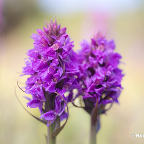 2x rietorchis, juni 2026, Ouddorp / Grevelingenmeer. © Kees Hennen; www.hennen.nu | kees@hennen.nu