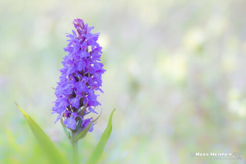 Rietorchidee (Dactylorhiza praetermissa), juni 2026, Ouddorp / Grevelingenmeer. © Kees Hennen; www.hennen.nu | kees@hennen.nu
