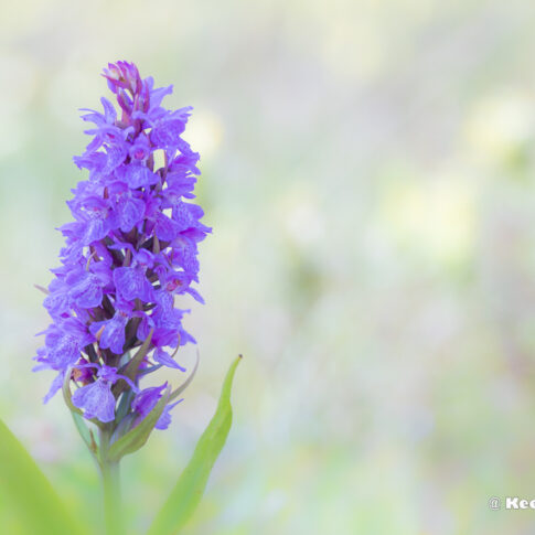 Rietorchidee (Dactylorhiza praetermissa), juni 2026, Ouddorp / Grevelingenmeer. © Kees Hennen; www.hennen.nu | kees@hennen.nu