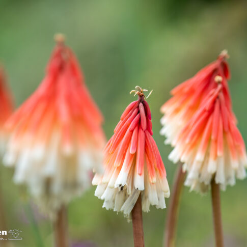 Kniphofia 'Orange Vanilla Popsicle', juni 2026, Utrecht. © Kees Hennen; www.hennen.nu | kees@hennen.nu