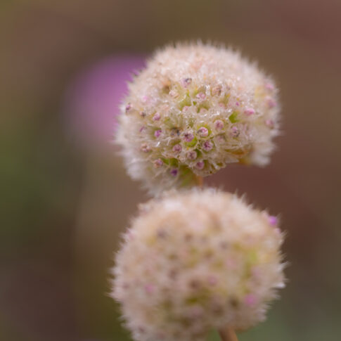 Scabiosa stellata 'Drumstick', juni 2026, Utrecht. © Kees Hennen; www.hennen.nu | kees@hennen.nu