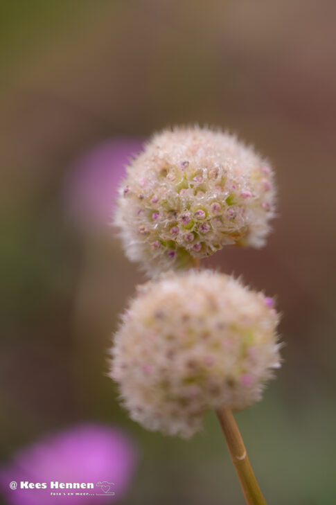 Scabiosa stellata 'Drumstick', juni 2026, Utrecht. © Kees Hennen; www.hennen.nu | kees@hennen.nu